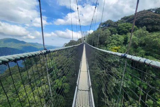 Canopy walkway