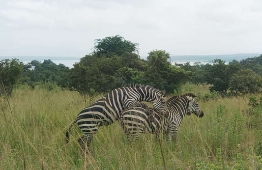 Akagera National Park
