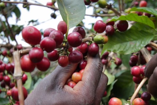 Coffee processing experience