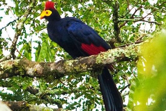 Birdwatching in Nyungwe National Park