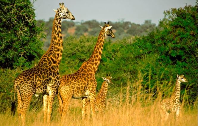 Akagera National Park